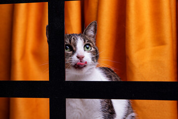 Striped Cat Interaction with Tropical Palm Shadows