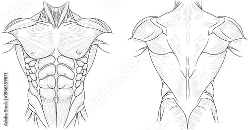 male muscle anatomy front and back view, human body muscular system illustration, medical fitness diagram, detailed anatomy drawing