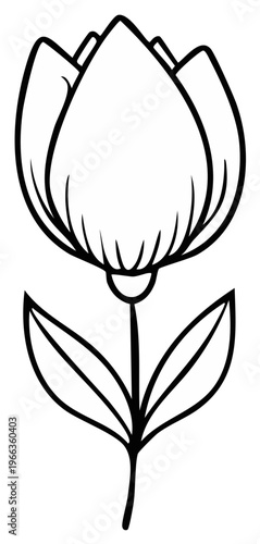 Botanical Illustration of Tulip Flower with Stem and Leaves Detailed Line Drawing