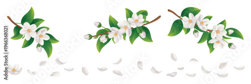 White flowers with green leaves and petals floral isolated on a transparent background
