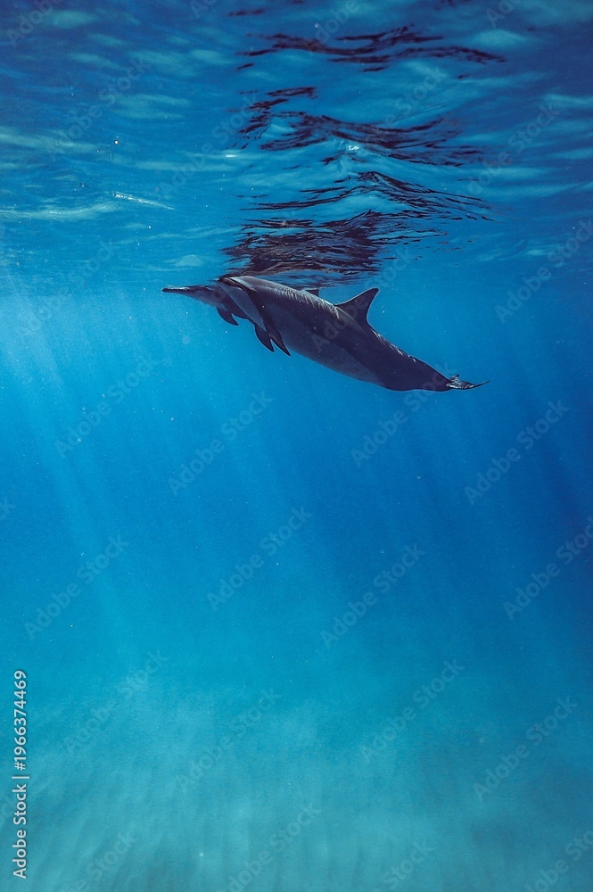 Naklejka premium underwater of dolphins 