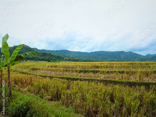 rural rice paddy field in Yogyakarta