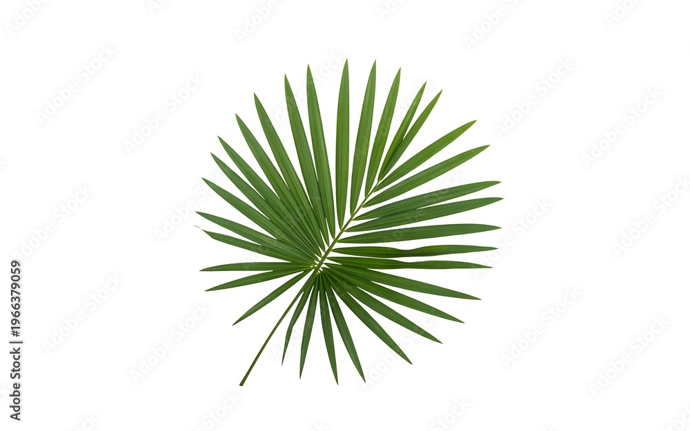 Fototapeta premium Green palm leaf on white background