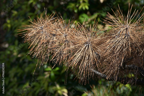 枯れ松葉　松葉