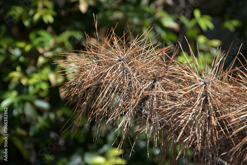 枯れ松葉　松葉