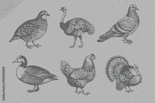 engraving style animals and bird set illustration. vintage style Ostrich, Pigeon, Quail, Turkey, Duck, Chicken vector