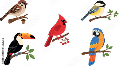 Colorful perched birds collection including sparrow cardinal toucan parrot and songbirds vector illustration set