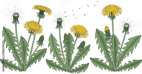 Dandelion life cycle stages with yellow flowers buds and seed heads botanical vector illustration set