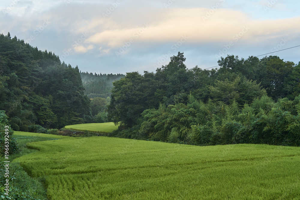 Fototapeta premium Rural valley landscape with rice fields, forested hills and soft cloud filtered mountain light