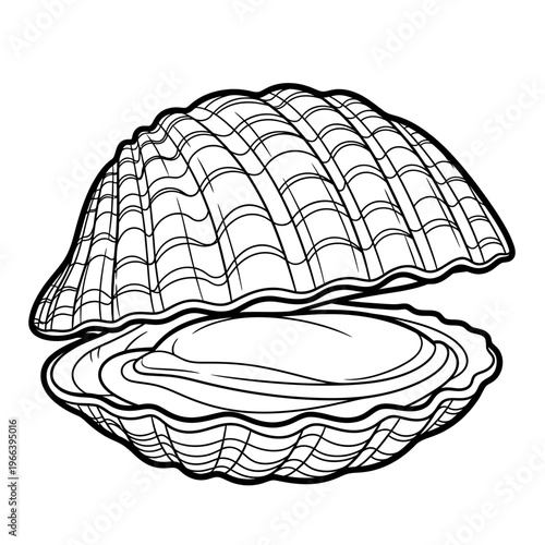Open clam shell with detailed lines