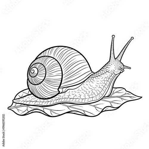 A snail on a leaf