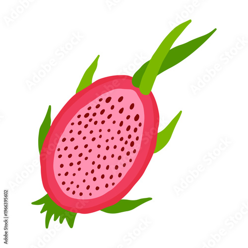 Fresh red dragon fruit or pitaya slice vector illustration. Cute hand drawn tropical dragon fruit clipart for juice design