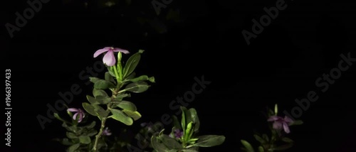 Pink Four O Clock Flowers video with Black background.