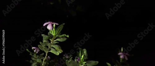 Pink Four O Clock Flowers video with Black background.