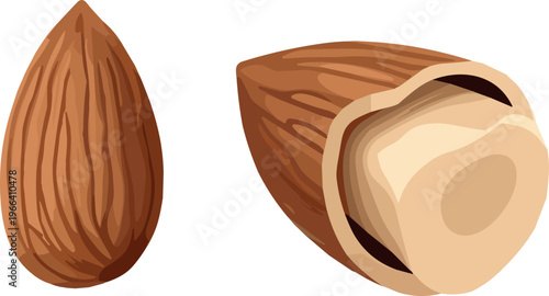 Whole almond with textured shell and cut open nut showing inner layers in detailed vector illustration