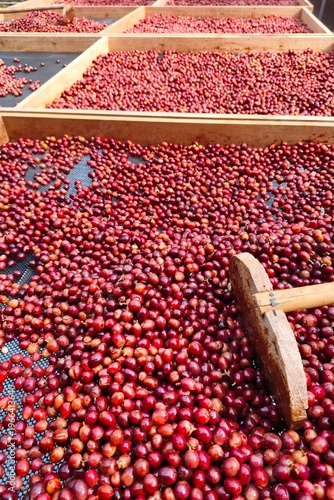 Coffee beans drying in the sun