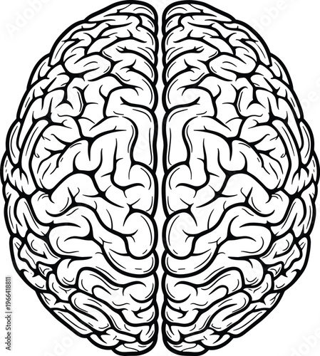 Top view outline of human brain with detailed folds and grooves.