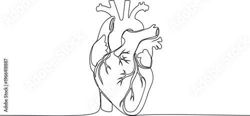 Anatomical drawing of human heart with arteries and veins isolated on white background, medical illustration.