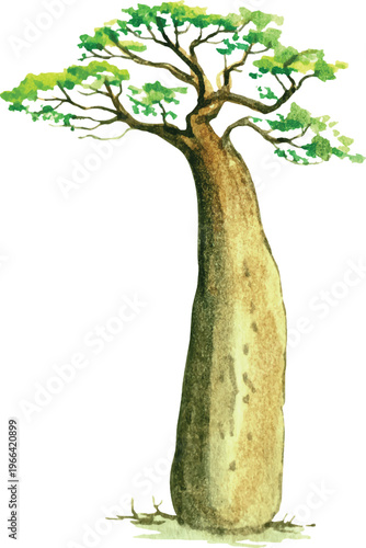 Watercolor Baobab Tree Illustration