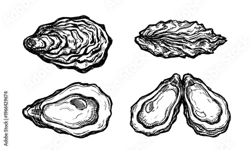 Oysters vector. Isolated illustration of oyster shells. Set of seafood delicacy. Sketch of food. Fresh sea clam in the shell. Hand-drawn marine animal. Bivalve molluscs. Monochrome element.