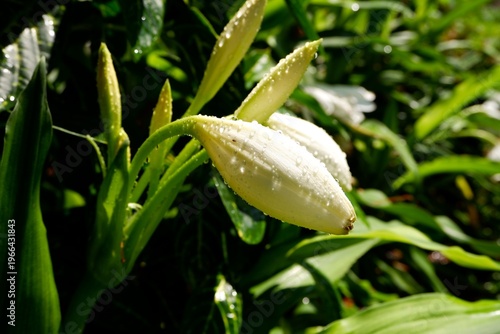 Dewdrops are clinging to the petals of Crinum bulbispermum.