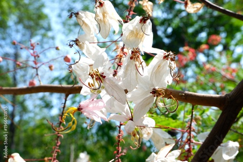 The 'Kalapaphruek' (Pink Shower Tree), a symbolic and auspicious tree in Thai culture, often found adorning temple grounds and public parks