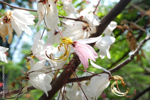 Extreme close-up of the delicate, velvety pink petals of Cassia bakeriana, featuring long, curving yellow stamens and a slender green pistil.