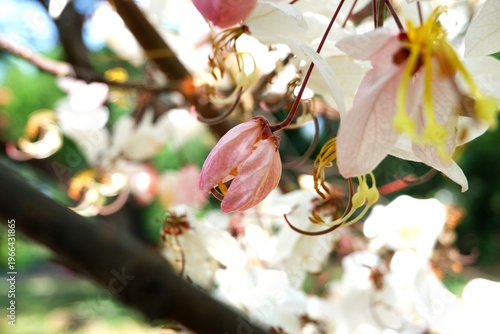 The ethereal pink and white clusters of Cassia bakeriana, a deciduous tropical tree that blooms in profusion during the dry season.