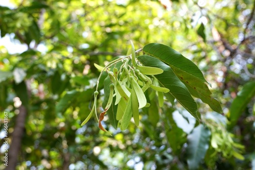 The developing winged fruits (samaras) of Shorea roxburghii, an evolutionary adaptation for wind dispersal across the forest floor.