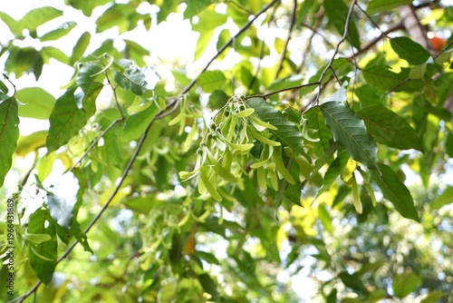Young winged fruits (samaras) of Shorea roxburghii hanging from branches in natural light.