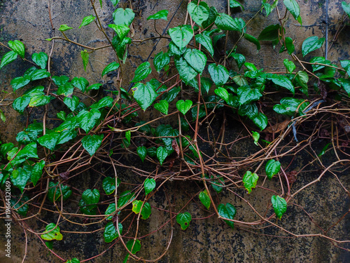 Bild auf Leinwand Fresh green betel leaf (Piper betle) creeping on an old damp concrete wall