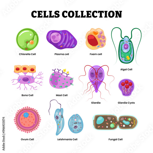 Set of biological cells set collection. Labeled chlorella, plasma, foam, algal, bone, mast, giardia and cyst, ovum, leishmania, fungal cell. Suitable for biology education, medical presentations.