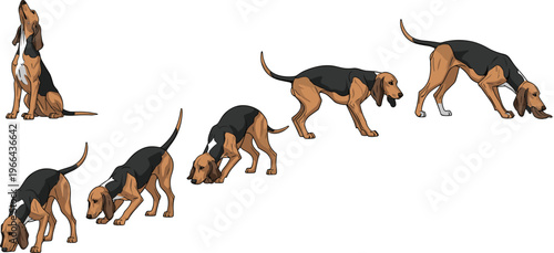 Basset Hound Vector Illustration Set Showing Dogs in Sniffing and Tracking Poses, Detailed Long-Eared Breed Movement, Isolated on White Background for Pet, Animal, and Dog Lover Designs