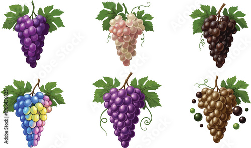 Grapes vector illustration collection. Realistic grape clusters in different varieties with leaves and berries. Fresh fruit elements for vineyard, wine and premium food design.