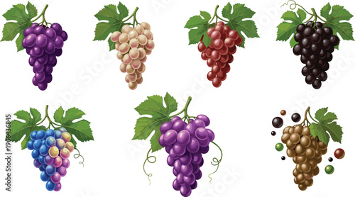 Grapes vector illustration set. Different grape varieties with leaves and berries in detailed style. Fresh fruit elements for vineyard, wine and organic food design.