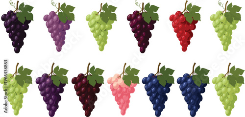 Grapes vector illustration collection. Multiple grape varieties in different colors with leaf details in flat style. Fresh fruit elements for vineyard, wine and food design.