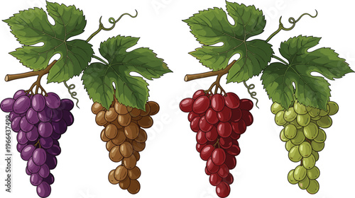 Grapes vector illustration set. Purple, red, green and dried grape clusters with leaves in detailed hand drawn style. Fresh fruit elements for wine, vineyard and food design.
