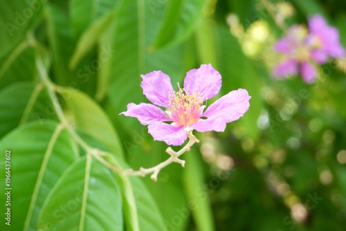 Extreme close-up of the papery, ruffled texture of an Inthanin petal, highlighting the vibrant mauve-to-purple color gradient.