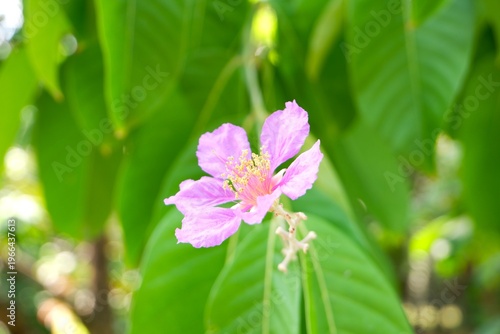Soft pink Lagerstroemia speciosa flowers blooming in warm sunlight with green leaves.
