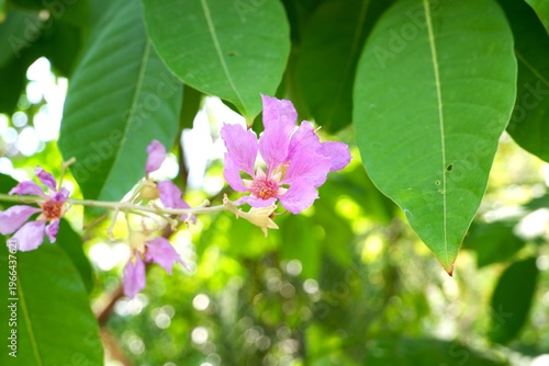 Close-up of pink Lagerstroemia speciosa petals showing detailed texture and stamens.