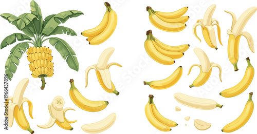 Banana vector set with plant bunches peeled and sliced variations. Tropical fruit illustrations with botanical elements in flat style. Perfect for food  packaging, and healthy lifestyle visuals.