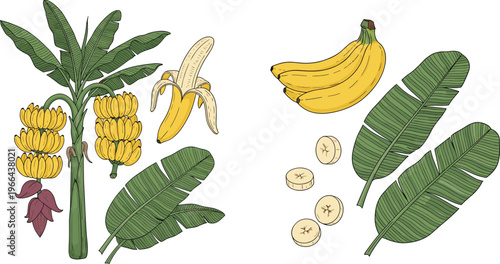Banana plant vector set with leaves and fruit. Tropical botanical illustrations including bunches slices and peeled banana. Ideal for food design, agriculture, packaging, and organic projects.