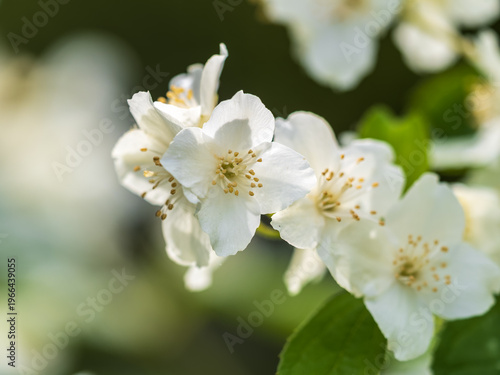 Mock Orange Philadelphus coronarius shrub flowering in spring