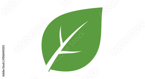 Green leaf with white veins isolated.