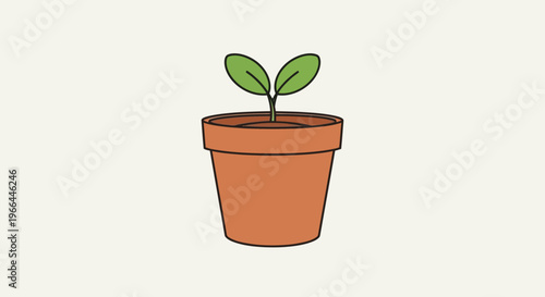 Small green plant in pot.