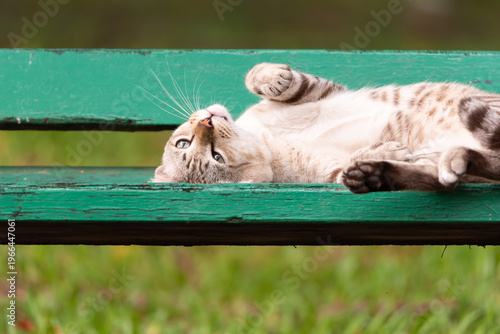 Canvastavla Close up of relaxed cat lying on green bench outdoors showing calm mood comfort