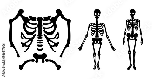 Human bone skeleton icon set with solid black line art design featuring anatomy, skeleton, medical illustration with healthcare and education