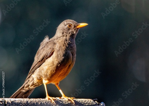 South African garden birds - Karoo thrush in the early morning sun in a garden