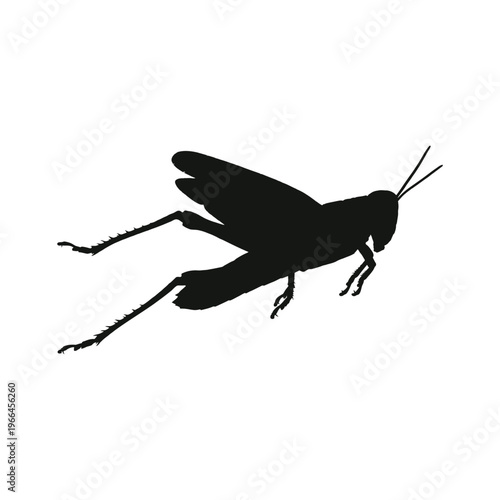 Black silhouette of a grasshopper on white background insect