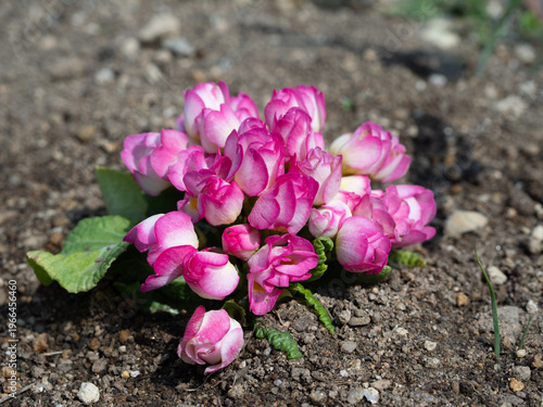 地植えしたばかりのプリムラの花